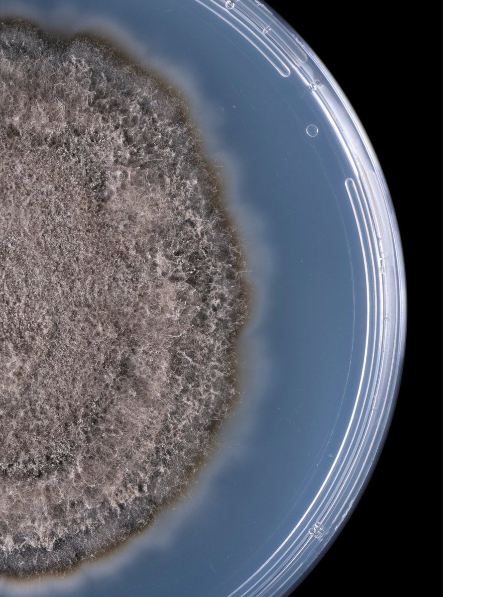 Ever wondered if our products are genetically modified? Spoiler—they're not! Swipe to find out why. 🌿✨