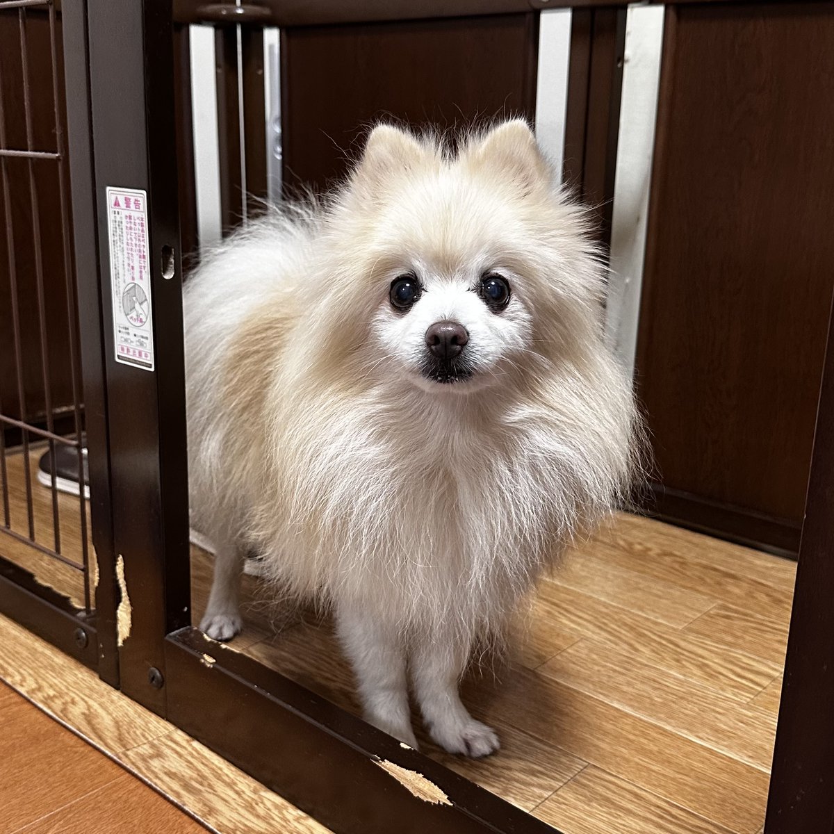 tsujiseitai's tweet photo. ブログを更新しました。

■ブログ

出産後の骨盤を締める体操の紹介します

https://t.co/u47zC8utpD

■予約専用電話

072-805-0081

■24時間ネット予約

https://t.co/VO9cHKQ4fT

#つじ整体院

#枚方市

#骨盤 https://t.co/SKeLM3qtzA