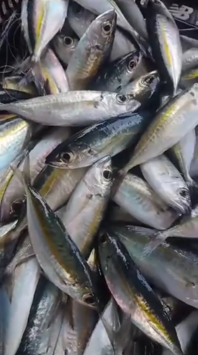 Hanrilalimbat's tweet photo. Kamis(14/11/2024),Hanri Piet Lalimbat,Luhkan Kab.Bone Bolango,melaporkan prdksi,KUB penantang badai  mnggnkan alat tangkap pancing ulur,hasil tngkapan ikan selar 43 kg dng harga jual Rp.18.000/Kg
#SatminkalBitung
#Luhlapor
@bpppbitung https://t.co/mBmrT0BaGh