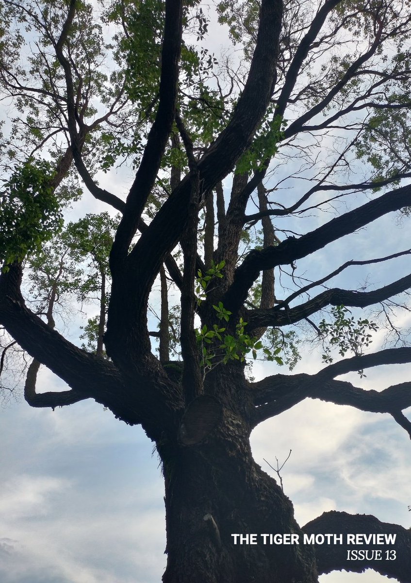 It's taken awhile, but we've completed reading all subs and responding to all our submitters. 

Thank you everyone for your faith &amp; trust in our journal. Our hearts are full 💜💚❤️

Here's the cover art of Issue 13, taken in Singapore at Bidadari Park.

📸: <a href="/EstherVincentXM/">Esther Vincent</a>