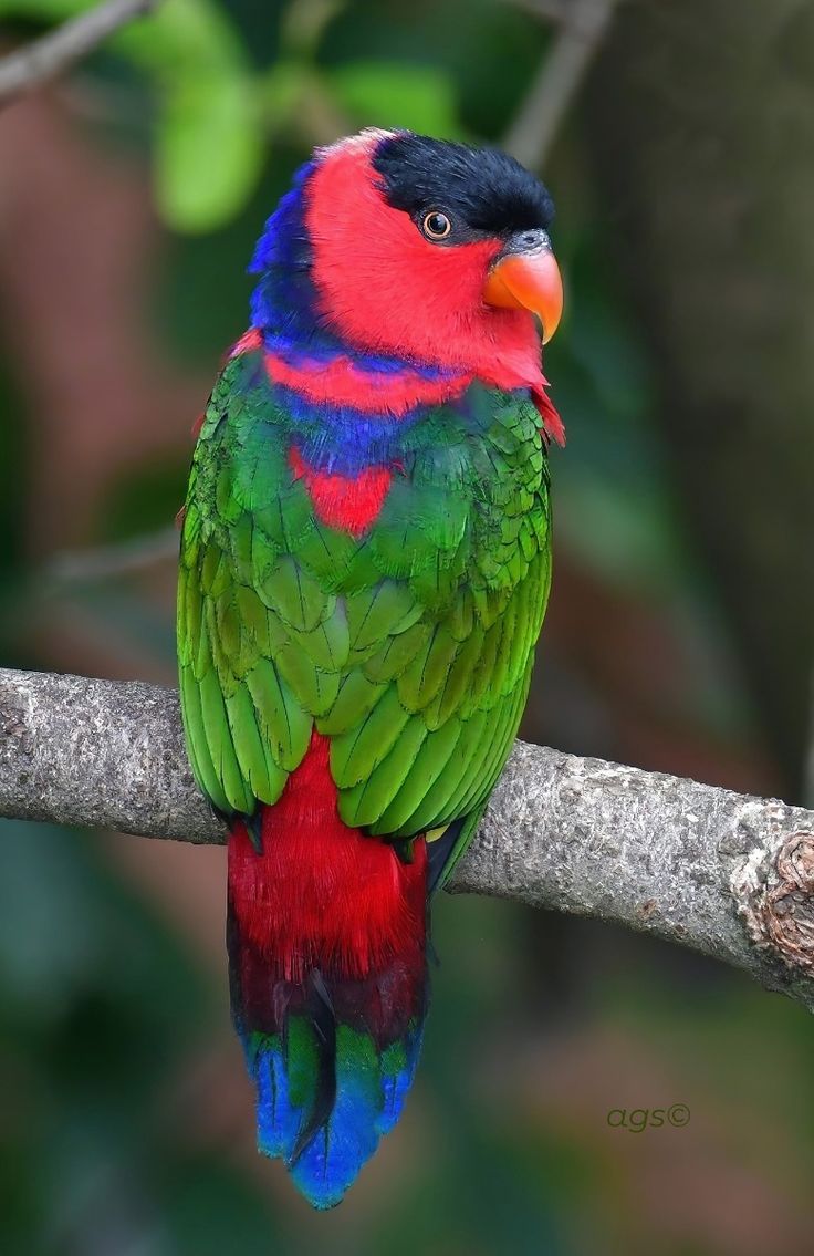 Axaxia88's tweet photo. 🐦Black-capped Lory (Lorius lory) in New Guinea by Agastya Seikritt.

#birds #birdwatching #photograghy #BirdsOfTwitter #TwitterNatureCommunity https://t.co/B2yG16fGwr
