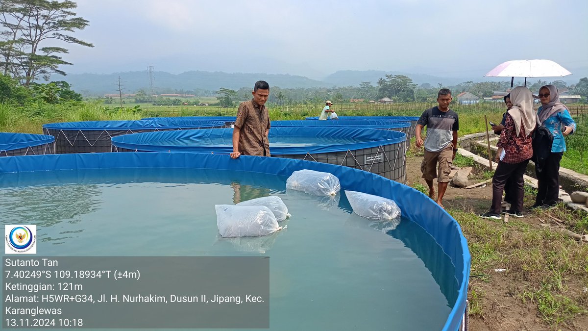 TantoPwt's tweet photo. Rabu, 13-11/2024 Pendampingan penebaran benih ikan nila bansarpras budidaya ikan nila media terpal dr aspirasi anggota DPRD Kab. Banyumas di Pokdakan Lele Gaul ds. Jipang kec. Karanglewas sejumlah 6.300 bersama Dinkannak kab. Banyumas
#LuhLapor
#GiatLuhkanSatminkalTegal https://t.co/VHra6jtWXU
