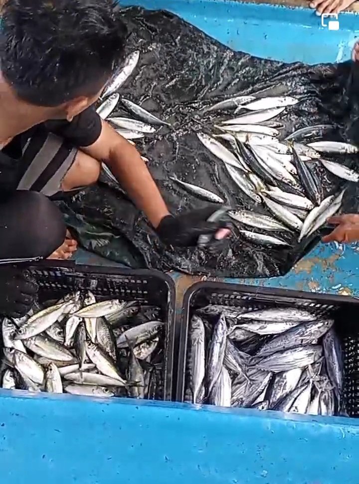 Hanrilalimbat's tweet photo. Rabu(20/11/2024),Hanri Piet Lalimbat,Luhkan Kab.Bone Bolango,melaporkan prdksi,KUB Tunas Jaya, Desa Tunas jaya. API pukat pantai,hasil tngkapan ikan Cakalang  28kg ikan selar 57kg harga jual Rp.18.000/Kg
#SatminkalBitung
#Luhlapor
@puslatluhkp
@djpt_kkp
@bpppbitung https://t.co/g5hmgxUGF5