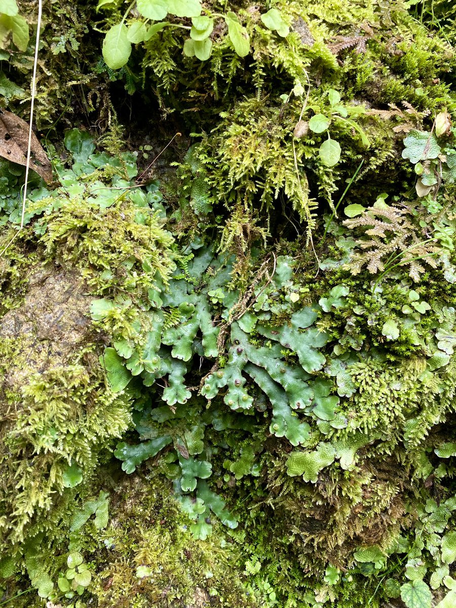 Had an incredible experience attending the International Marchantia Workshop 2024 in Hiroshima, Japan! Had the opportunity to share my insights on Marchantia research, and learned so much from others. The excursion to the bryophyte reserve forest was truly inspiring!