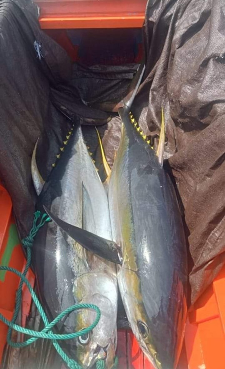 Hanrilalimbat's tweet photo. Kamis (28/11/2024),Hanri Piet Lalimbat,Luhkan Kab.Bone Bolango,melaporkan prdksi,KUB Cakalang export mnggnkan alat tangkap pancing ulur,hasil tngkapan ikan Tuna 75 kg dng hrg jual 40.000
#SatminkalBitung
#Luhlapor
@puslatluhkp
@djpt_kkp
@bpppbitung https://t.co/JgKyuGFEuN