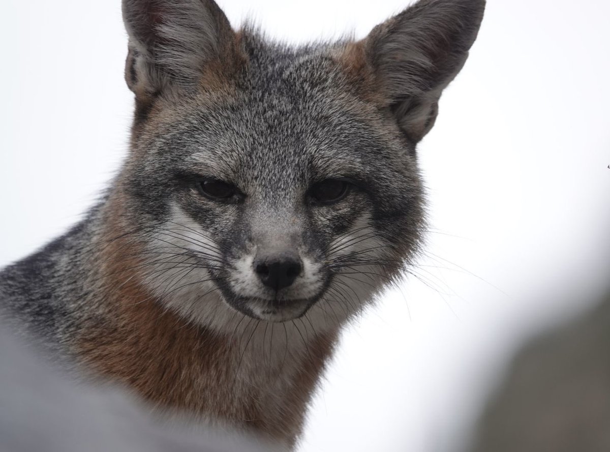 A possibly rabid fox today on the Florida Canyon Trail, Santa Ritas. The fox would not yield the trail to hikers, was undeterred by trekking poles &amp; pursued them when they retreated. Hikers unhurt. If seen call 623-236-7201 ASAP, leave area, seek shelter, get MD treatment if hurt