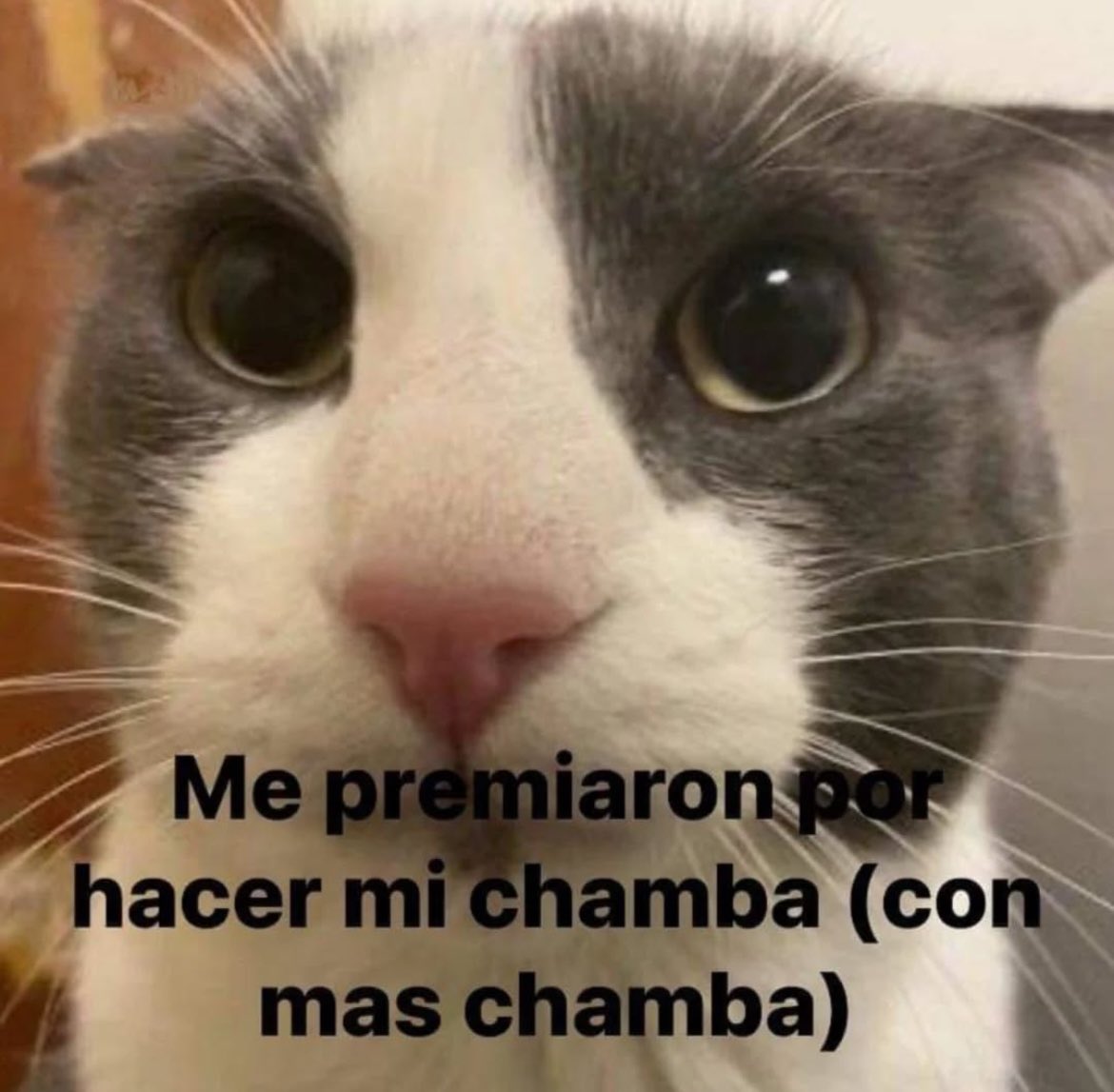 ivanvancardenas's tweet photo. Cómo dices. https://t.co/TDTDZPGan5