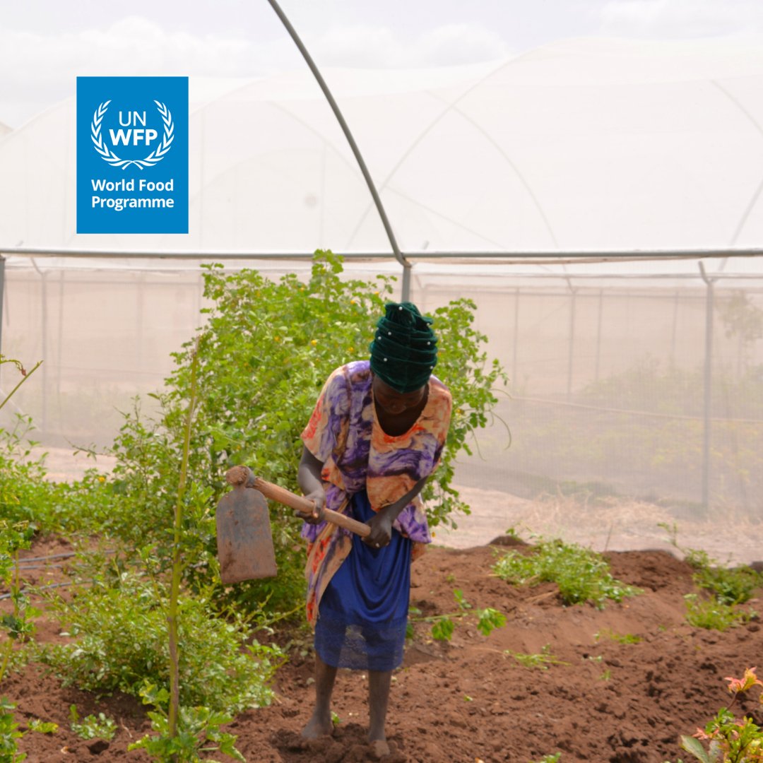 WFP_Kenya's tweet photo. Our #ThankYouThursday goes to @IrlEmbKenya and @EUinKenya.

Thank you for supporting WFP’s self reliance 🌱🌾🍲programmes in 🇰🇪. 

Your support means refugees living in Kenyan camps can move towards self reliance 🍚🍲🥦 https://t.co/IyfnOyN7BJ