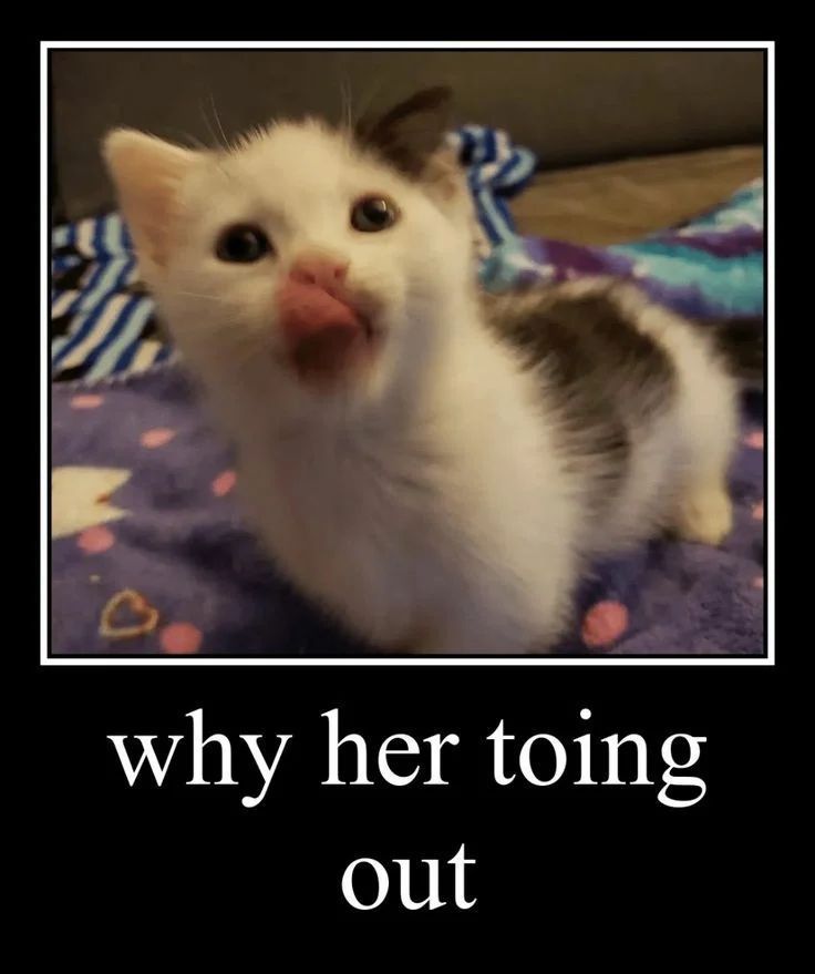 catpicsdealer's tweet photo. https://t.co/9LDLDcTFu5