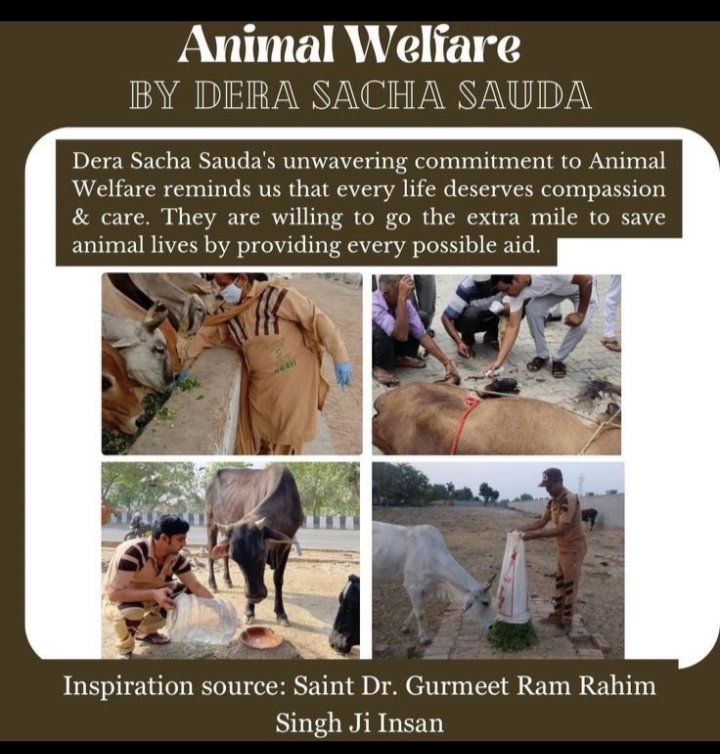 Animals play an important role in the sustainability of the environment. In today's busy life, who has time to take care of the silent creatures, but the followers of Dera Sacha arrange water and food for them with the inspiration of Saint DR MSG insan. #BakindToAnimals