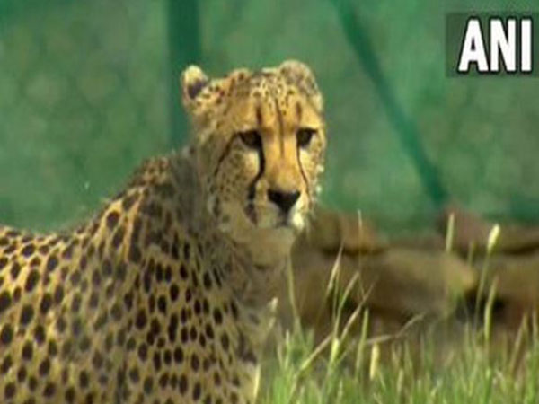 ani_digital's tweet photo. Madhya Pradesh: Two cubs of cheetah 'Nirva' in Kuno National Park found dead
Read @ANI Story | https://t.co/GfjPWstyEo
#MadhyaPradesh #Cubs #Nirva #KunoNationalPark https://t.co/YwREVzOVNg
