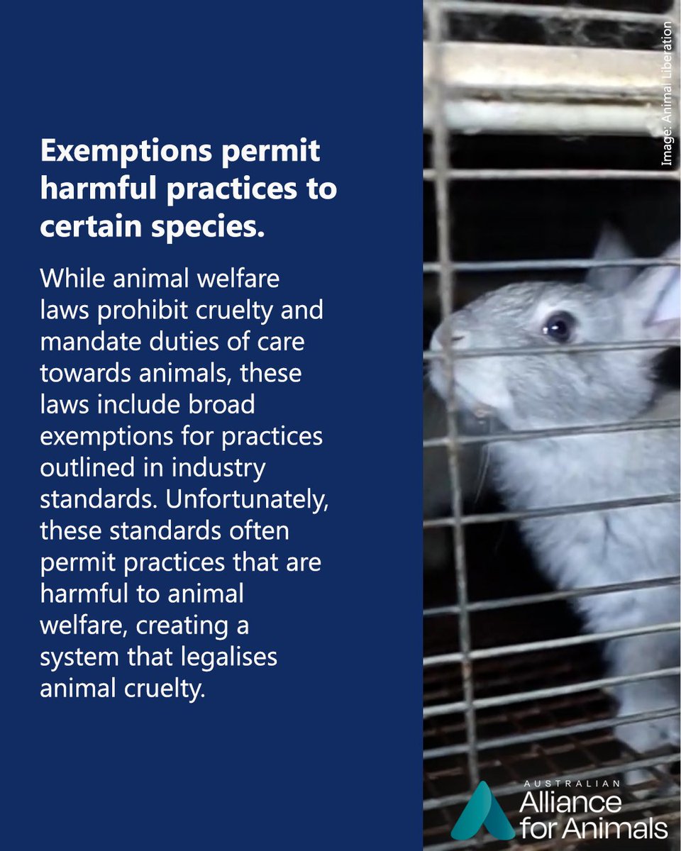 Alliance_AAFA's tweet photo. Australia’s animal welfare system failing animals and community expectations–here's a few key reasons how.
You can help build a fairer system for animals by supporting the #FairGoForAnimals reforms at https://t.co/qYQAPu7Uca https://t.co/znFMIujgGZ
