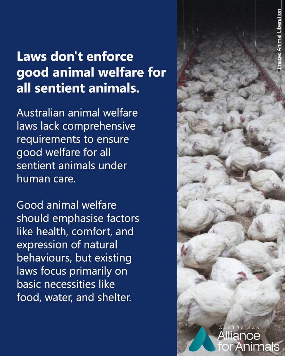 Alliance_AAFA's tweet photo. Australia’s animal welfare system failing animals and community expectations–here's a few key reasons how.
You can help build a fairer system for animals by supporting the #FairGoForAnimals reforms at https://t.co/qYQAPu7Uca https://t.co/znFMIujgGZ