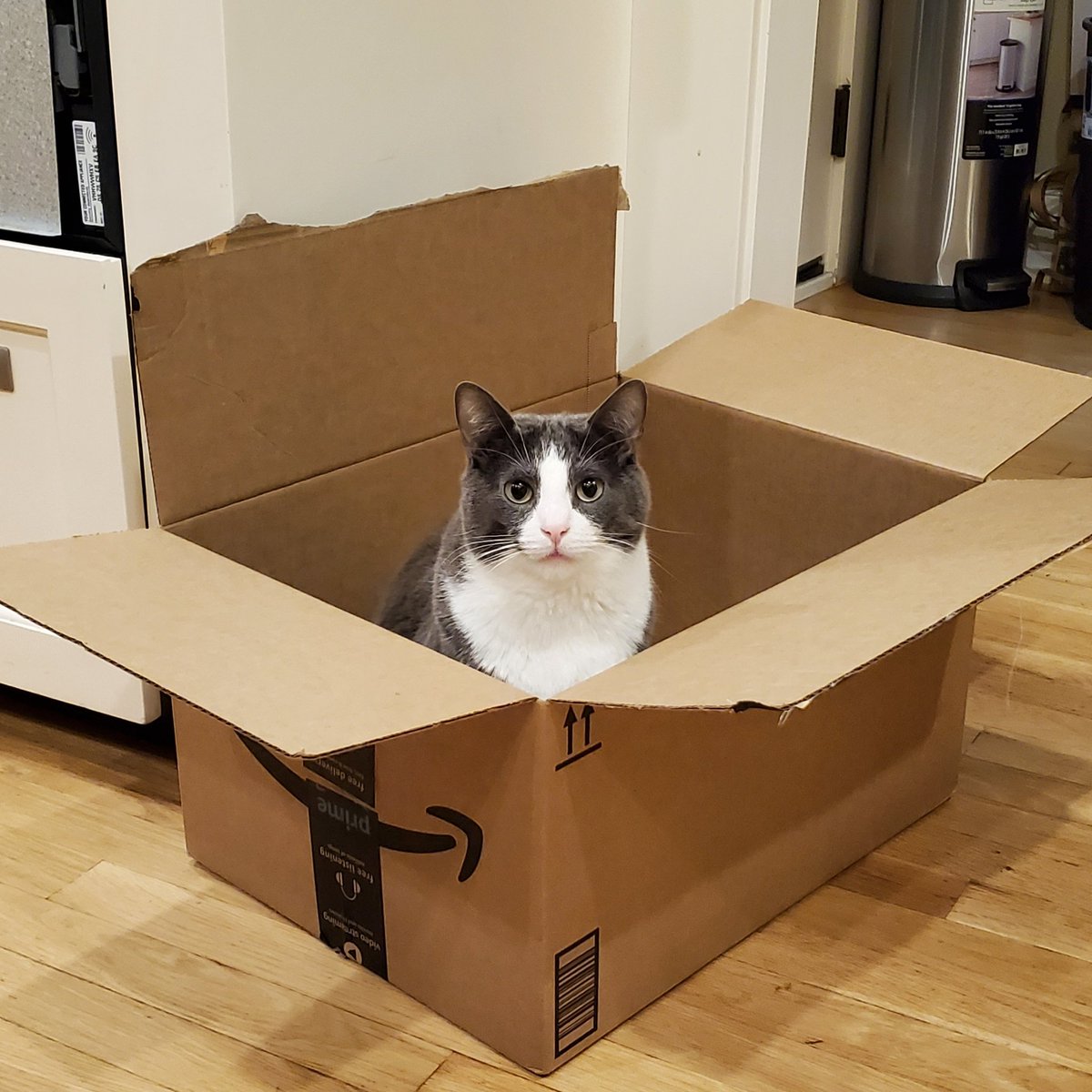 IskElk's tweet photo. Got a mail-order cat https://t.co/mNaR7WHhX8