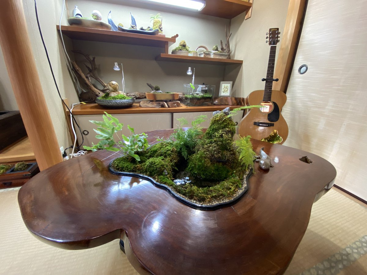 inubouz_P's tweet photo. 苔アートギャラリー赤磐
安禅寺別院『富苔庵』
良い感じに仕上がってきました。
障子を貼り直さなきゃ。
#苔アートギャラリー 
#苔アートギャラリー赤磐 
#苔
#苔アート 
#苔アーティスト小竹規弘 https://t.co/WfoZ2SBpSM