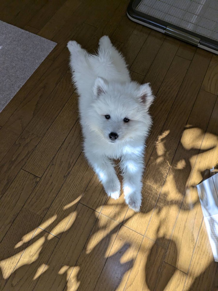 sadaharu__0905's tweet photo. 毛がぱやぱや
#サモエド #samoyd #犬のいる生活 #犬好きさんとつながりたい #繋がりたい #可愛いと思ったらRT #フォロー返し #パピー犬 #もふもふ https://t.co/UBFHuZEyFq