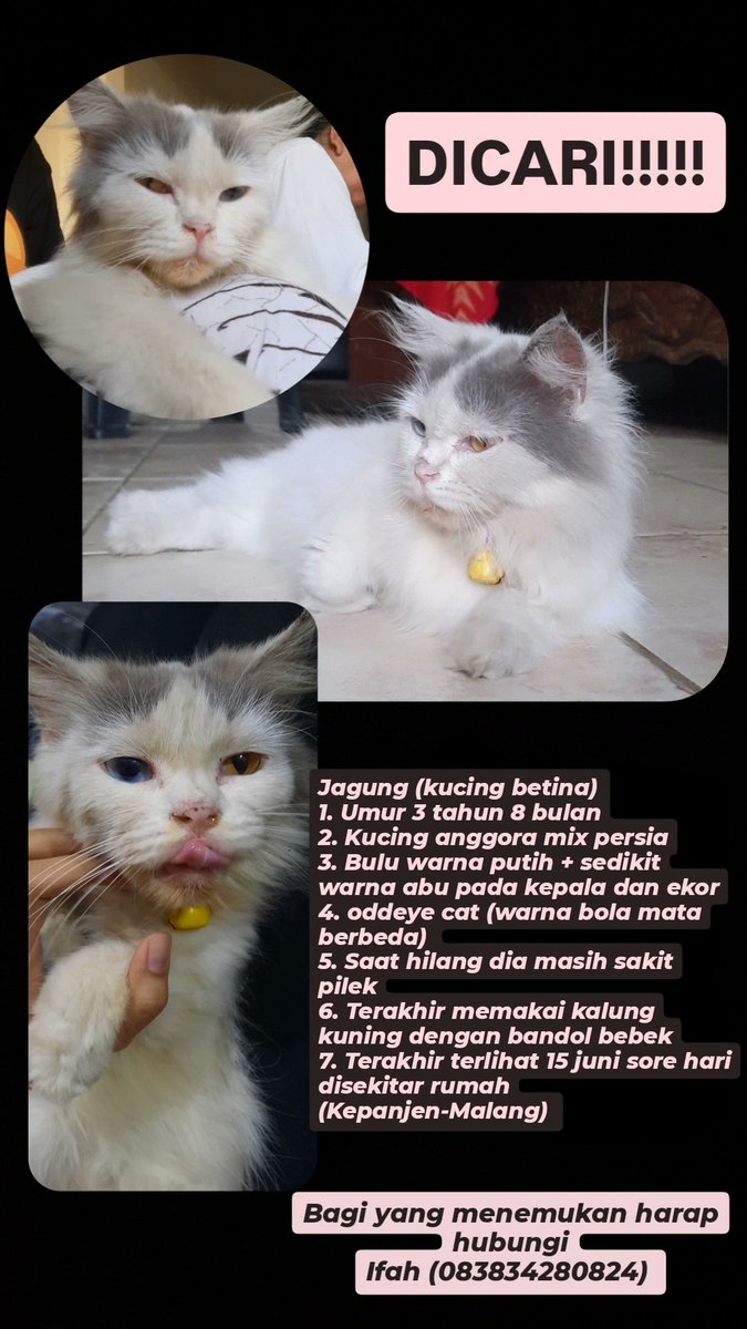 Babu Jagung tweet media