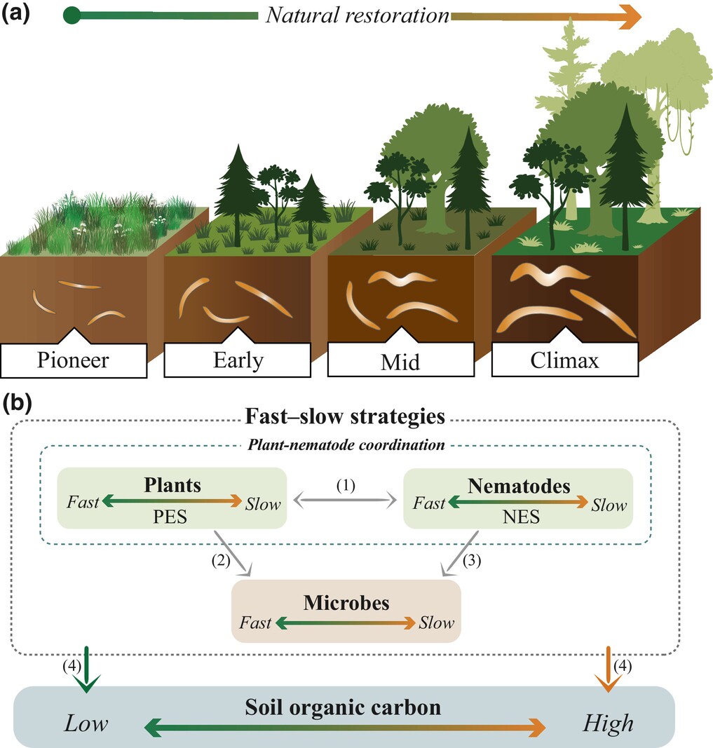 New Phytologist (@newphyt) on Twitter photo Toward understanding how cross-kingdom ecological strategies interactively influence soil carbon cycling
📖 nph.onlinelibrary.wiley.com/doi/10.1111/np…
#Commentary by Kane et al. highlighting the recent work by Zhang et al.
📖 nph.onlinelibrary.wiley.com/share/VIV6TZKB…
<a href="/biogeojen/">Jen Kane</a> <a href="/binutripathi/">Binu Mani Tripathi</a> <a href="/Jbadger13372361/">Jie Hu</a> Toward understanding how cross-kingdom ecological strategies interactively influence soil carbon cycling
📖 nph.onlinelibrary.wiley.com/doi/10.1111/np…
#Commentary by Kane et al. highlighting the recent work by Zhang et al.
📖 nph.onlinelibrary.wiley.com/share/VIV6TZKB…
<a href="/biogeojen/">Jen Kane</a> <a href="/binutripathi/">Binu Mani Tripathi</a> <a href="/Jbadger13372361/">Jie Hu</a>