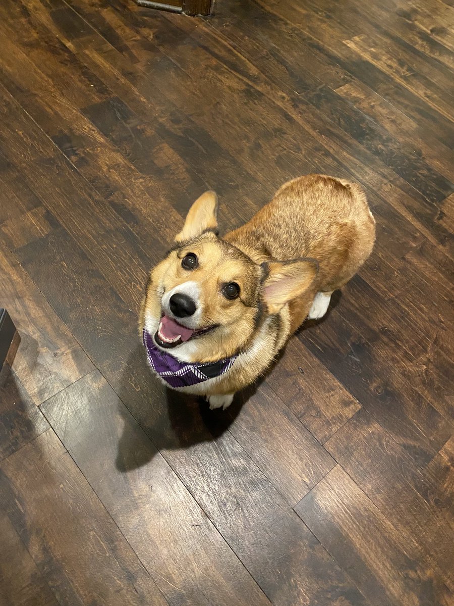 RubyCorgi's tweet image. Happiest Thanksgiving to you! #corgi #Thankful