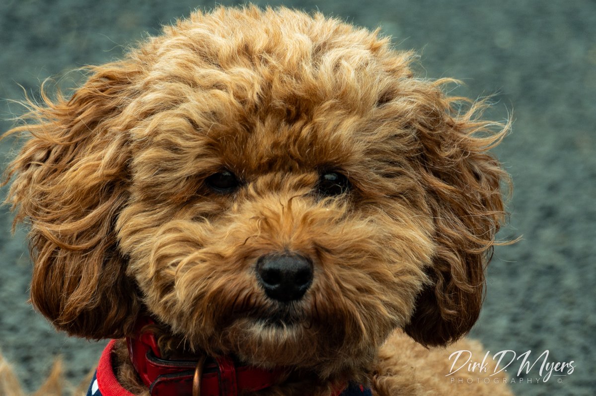DirkDMyers's tweet photo. This dapper fellow was taking in what there was of the afternoon sun in Kensington Park in London. Mason was a very patient subject and he looked fabulous out there lounging in the park!
#PetPhotography #Photography #DogsofLondon #Animals #PetPortrait #London #Kensington https://t.co/Q7DwwKCZPE