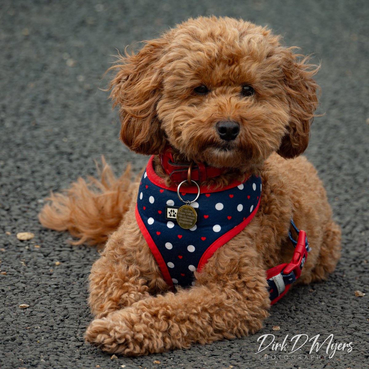 DirkDMyers's tweet photo. This dapper fellow was taking in what there was of the afternoon sun in Kensington Park in London. Mason was a very patient subject and he looked fabulous out there lounging in the park!
#PetPhotography #Photography #DogsofLondon #Animals #PetPortrait #London #Kensington https://t.co/Q7DwwKCZPE