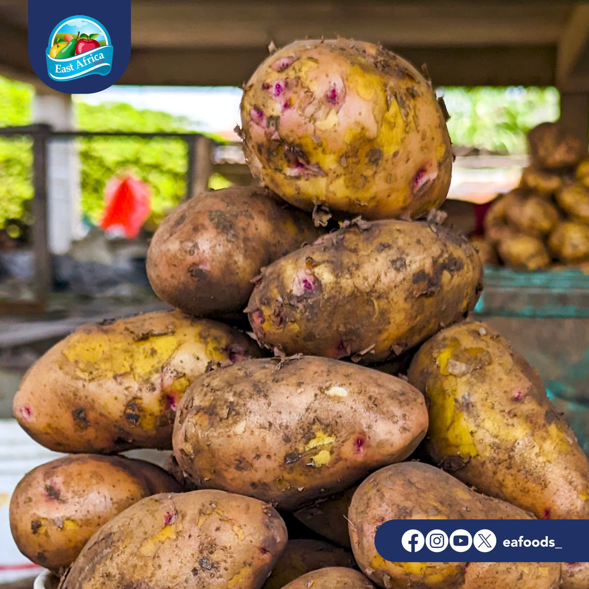 eafoods_'s tweet photo. From farm to your table, we ensure that our potatoes are not only fresh and nutritious but also consistently meet the highest standards of quality.

Kutoka shamba hadi kwenye mezani, tunahakikisha kwamba viazi vyetu sio tu vizuri na vyenye lishe bali vinakidhi viwango vya ubora. https://t.co/8Nq60iF1VV