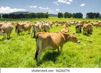 PatrickRutto's tweet image. 