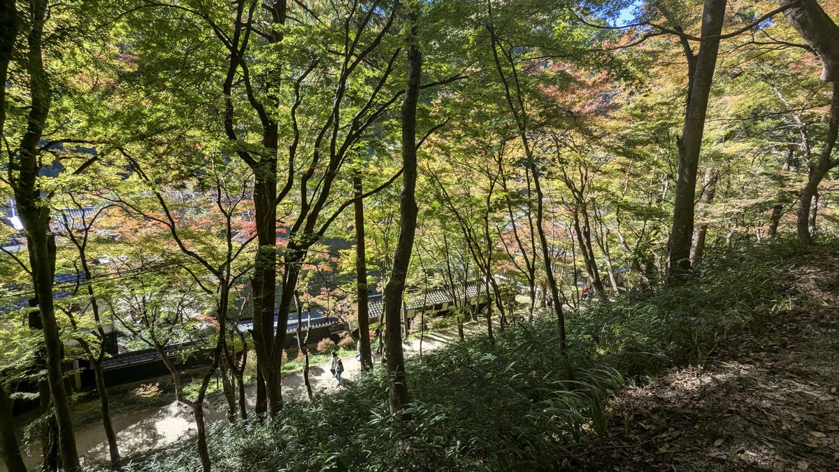 tompui0418's tweet photo. 🍁紅葉観てきたyo🍁
#香嵐渓 #紅葉 https://t.co/iy6oH9Ki45