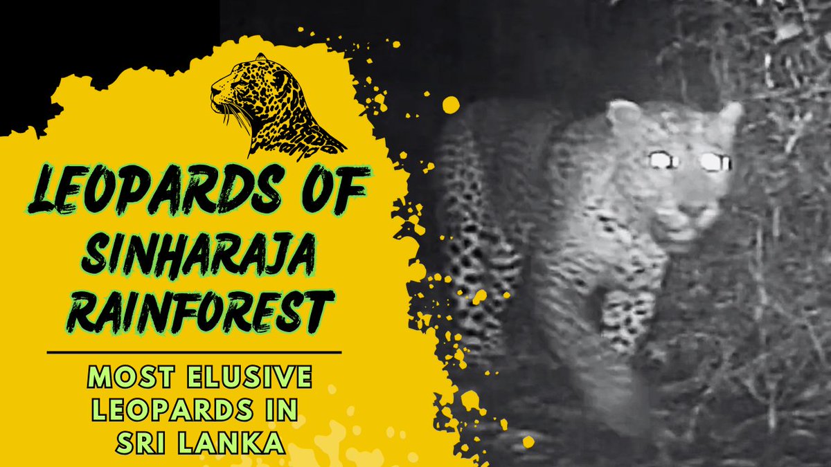 TRP1985's tweet photo. A short documentary about the leopards of Sinharaja Rainforest in Sri Lanka.  

Video - https://t.co/gdme1cAKKY

#srilanka #nature #wildlife #bigcats #leopard #conservation #wildlifeconservation #lka https://t.co/BLtYdjUXgG