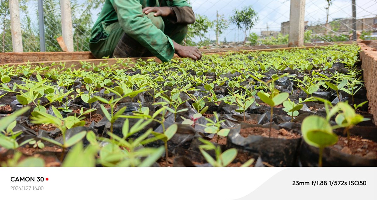 KOMB GREEN SOLUTIONS (@kombgreen) on Twitter photo #NatureLovers
🌍 Our tree nursery is flourishing, and with every tree, we're giving back to Mother Nature. Together, we can make a lasting impact! 🌳💚
#GreenEarth 
#PlantingHope #GreenFuture  #Sustainability #NatureLovers
🌍 Our tree nursery is flourishing, and with every tree, we're giving back to Mother Nature. Together, we can make a lasting impact! 🌳💚
#GreenEarth 
#PlantingHope #GreenFuture  #Sustainability