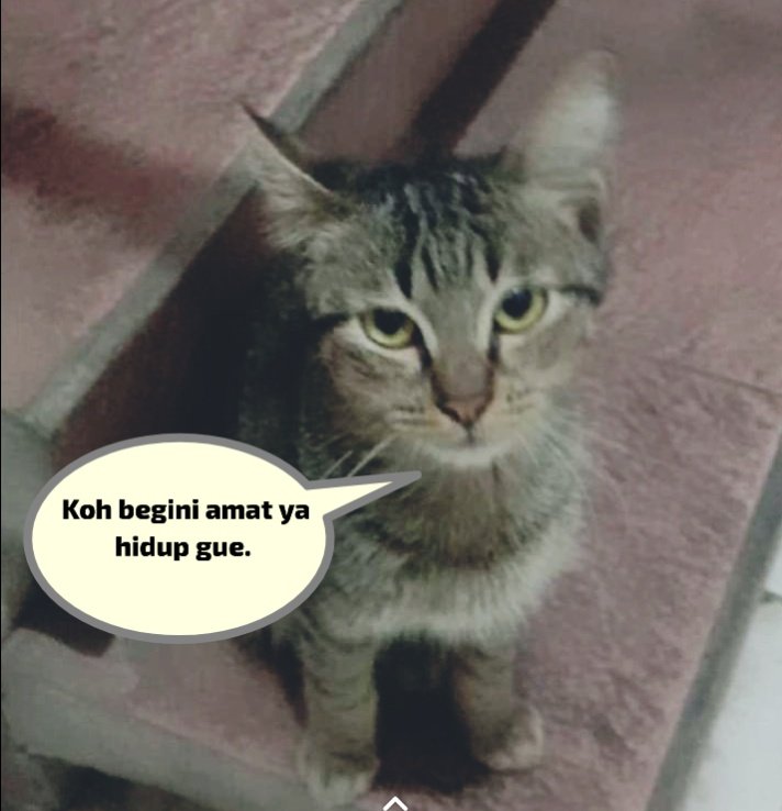 Oups_Meong04's tweet photo. ๐: lagi merenungi Nasib, yang kadang tidak stabil.
#suarahatikucing
#kucingmager
#mewmew https://t.co/UhqhsPIr6W