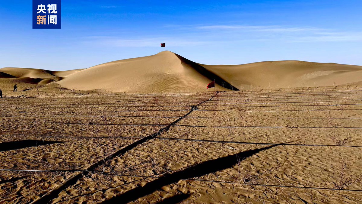 ChinaScience's tweet photo. China finished encircling the country's largest desert, the #TaklimakanDesert, with a sand-blocking green belt stretching 3,046 km on Thursday morning, which is part of the world's largest afforestation program to tackle #desertification in northwest, north and northeast China. https://t.co/1h8y7SQ68s