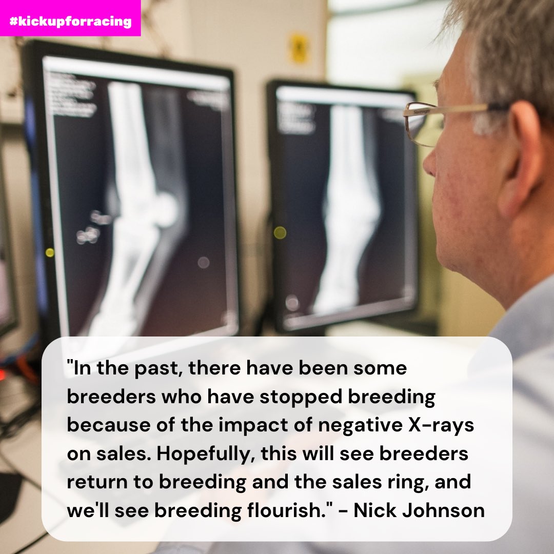 An eight-year study into American yearling pre-sale X-rays reveals 85% with minor findings line up at the races, and many with major issues improve in the six months post yearling sale. This vital research could transform how we approach pre-sale evaluations and manage horses to