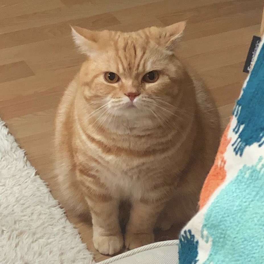 ชลน แมวส้มแท้ๆ 🐱 tweet media