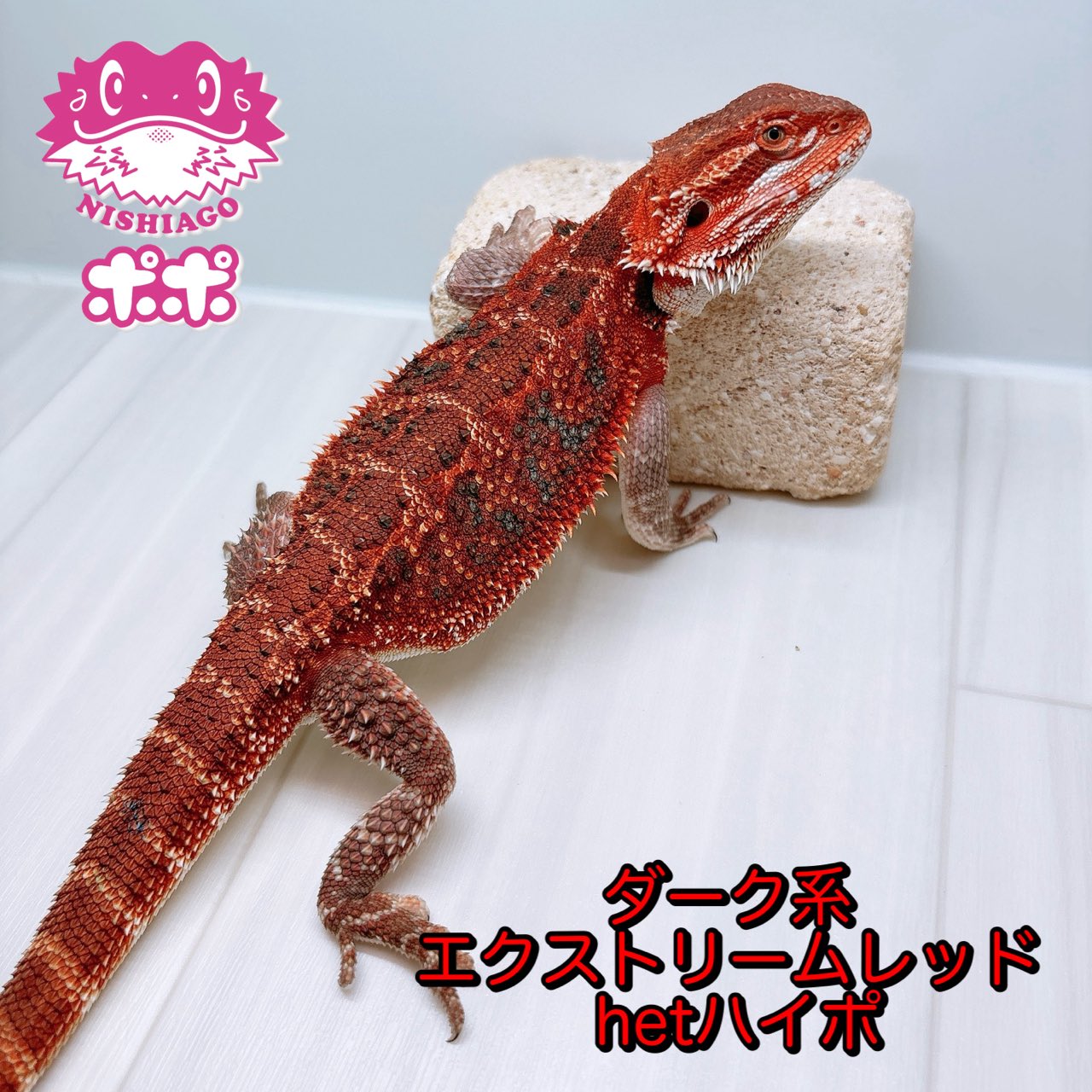 ポポのケージ (@poponocage) / X