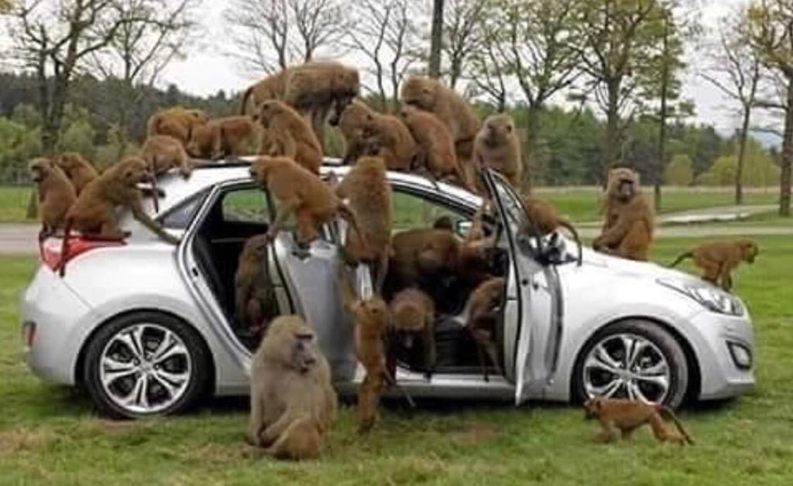 نجحت القرود في السيطرة على السيارة ، لكنها عجزت عن قيادتها. 
السيطرة لا تعني القيادة، كما هو في عالم البشر، المسيطرون كثيرون .. لكن هل قادرين على القيادة؟