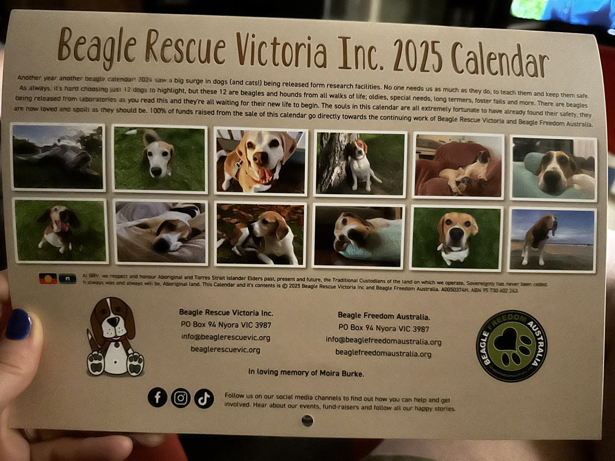 Very exited to get our 2025 @BeagleRescueVic @BeagleFreedomAU calendar!