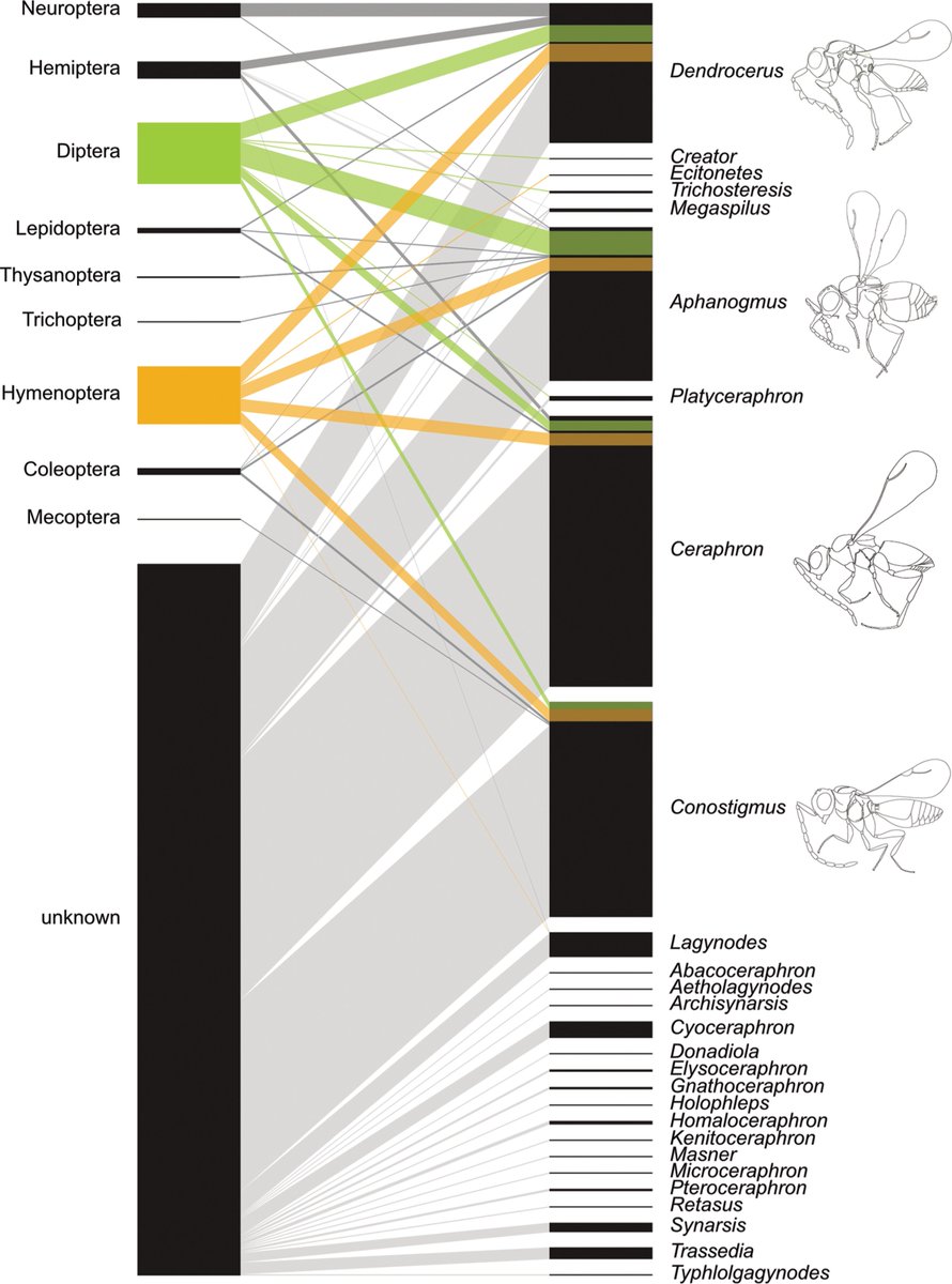 Excited to share my latest research on parasitoid wasps!🔬
We explore host associations within the superfamily Ceraphronoidea, revealing their potential to drive integrative taxonomy and highlight critical gaps in autecological knowledge. 

👉doi.org/10.1093/isd/ix…
(🧵1/4)