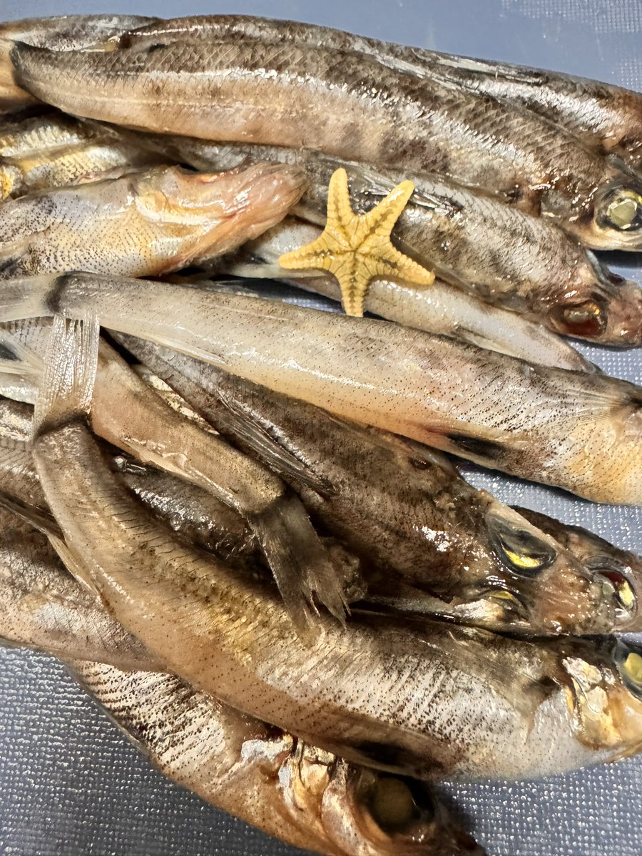 alkatwins's tweet photo. メヒカリ買ったらヒトデくっついてた https://t.co/q0Nl5j1TXD