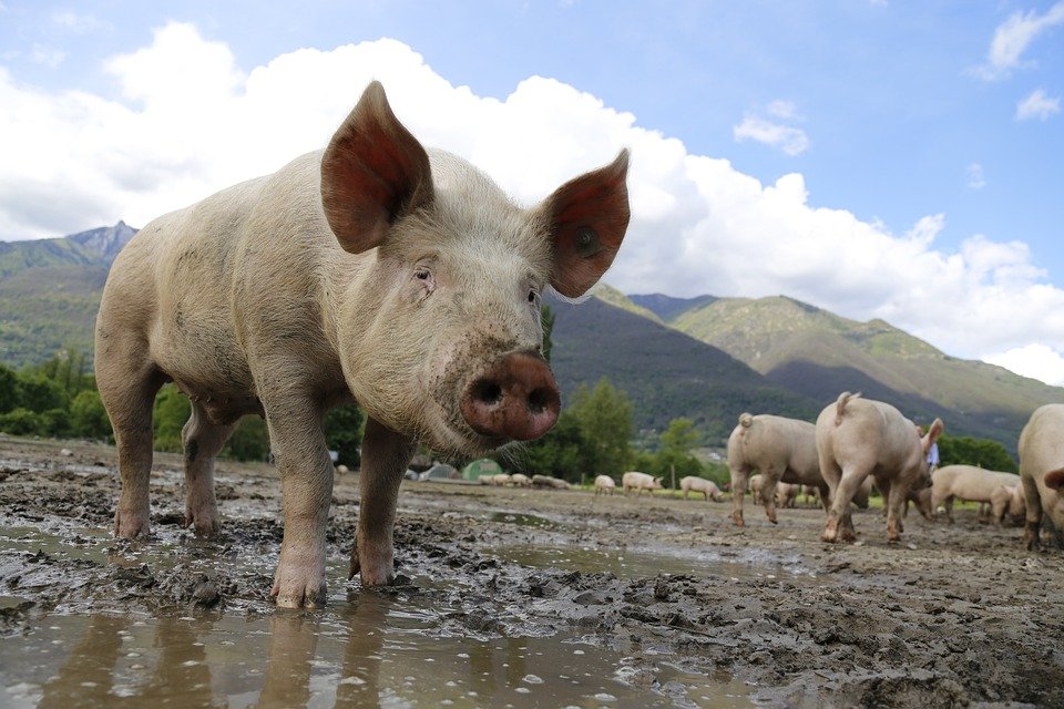 veganfuture's tweet photo. Love pigs. Don't eat them. #GoVegan ♥️🐷 https://t.co/PyGkInDNMN