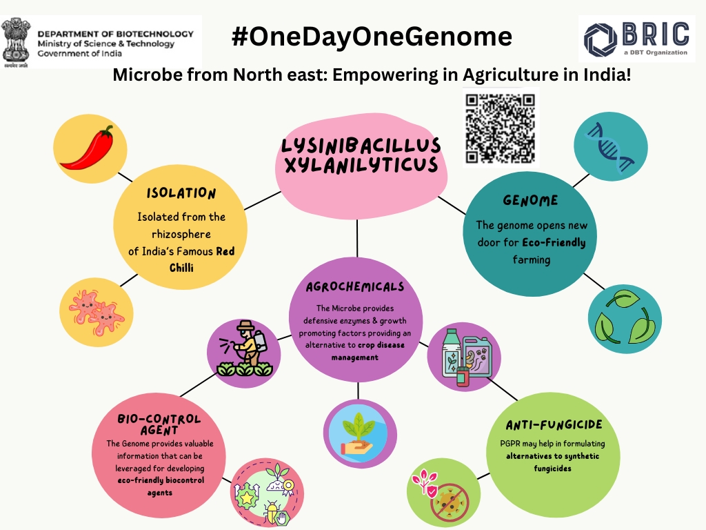 DBTIndia's tweet photo. 🌱 Lysinibacillus xylanilyticus t26, isolated from #KingChilli rhizosphere, a promising biocontrol agent for sustainable #agriculture! Its genome reveals antimicrobial properties &amp; growth-promoting factors, offering an eco-friendly alternative to agrochemicals.
@DrJitendraSingh https://t.co/X5W7YSdS6w
