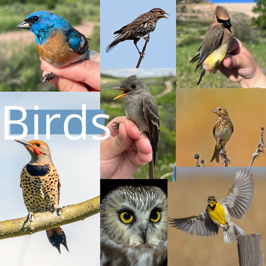 Bird Conservancy of the Rockies tweet media