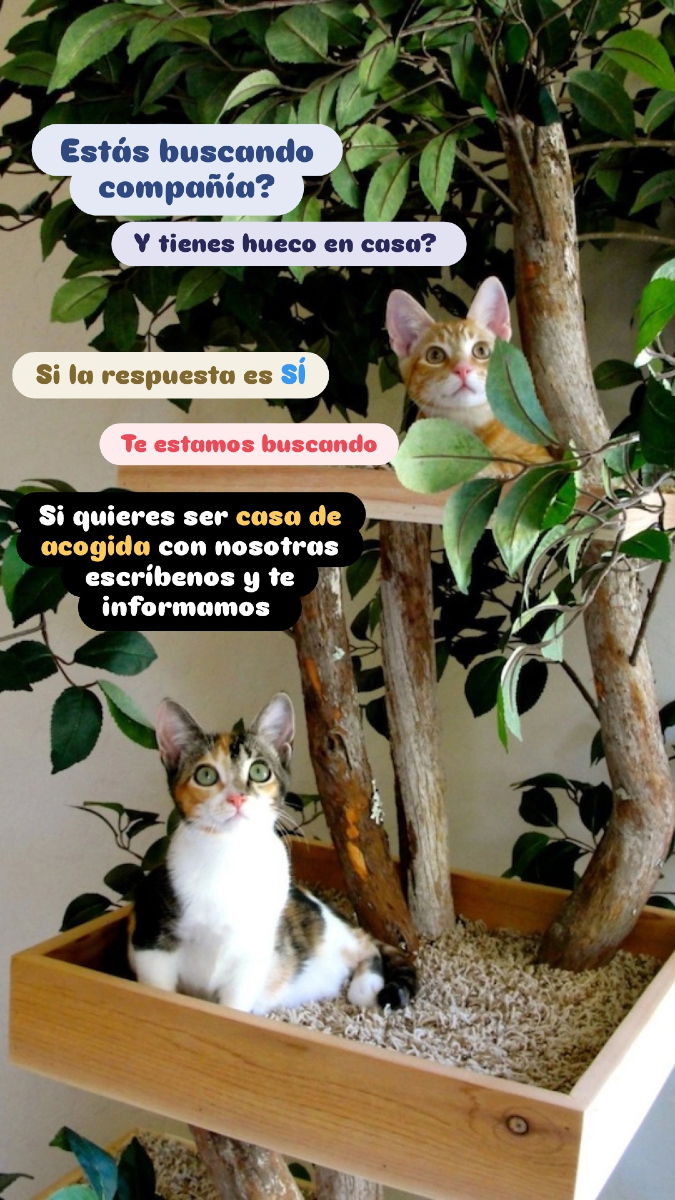 Si tienes un hueco en casa y en el corazón, escríbenos!! ☺️