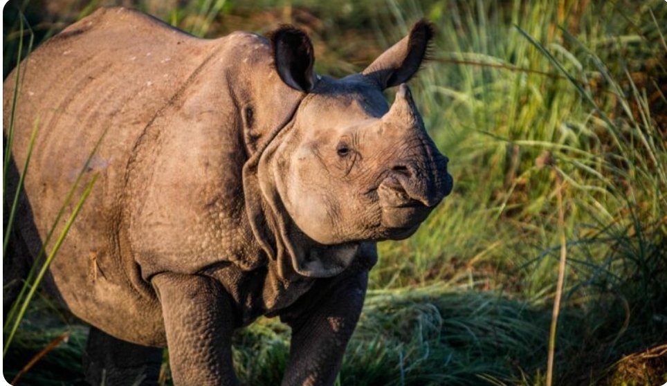 Action For Rhinos tweet media