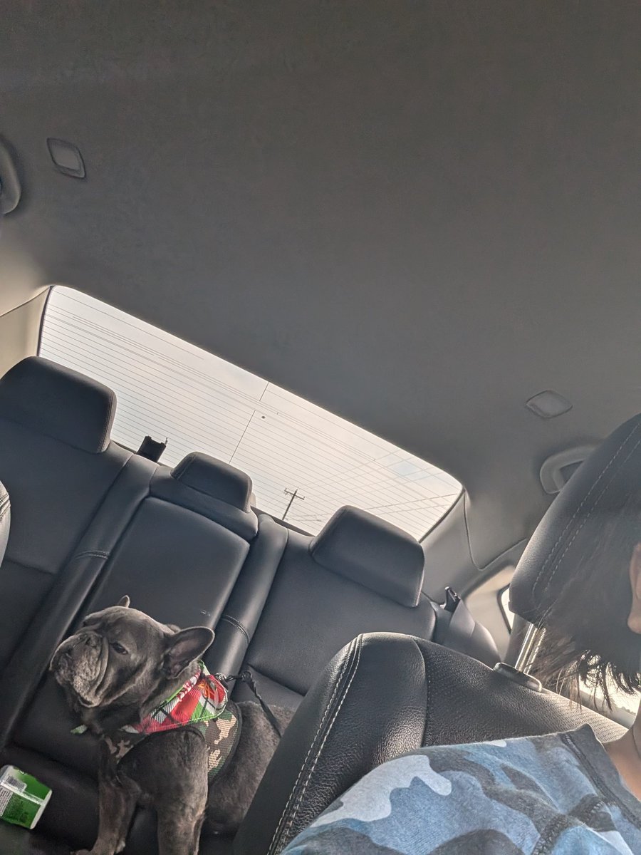 Ms_VernaMahree's tweet photo. Straight from the groomers! #stalloneandtitus https://t.co/A4tr2hpSMg