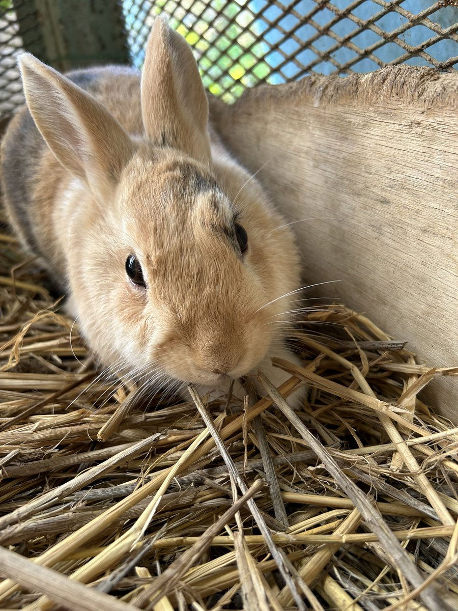 eryconan's tweet photo. 【里親募集】③
7月中旬〜下旬生まれの男の子🐰
左目の上の模様が特徴的。左から見るのと右から見るので印象がかなり違います。
学校にいる子なので性格などの細かい事は分かりませんが、どなたか里親になってくれる方を募集してます！山梨県の冬はこの先マイナスになる事も多々あります。
↓ https://t.co/fieXduNdib