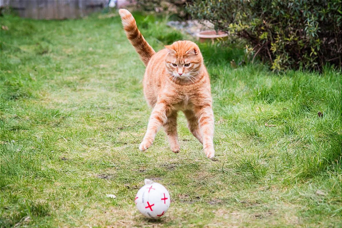 The best Strikepurr England ever had