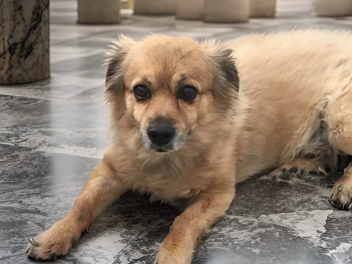 Cuando Ulises volvió tras 20 años, solo Argos, su #perro, lo reconoció. Había esperado todo ese tiempo. Exhausto, lo miró y murió. Ulises no podía delatarse, así que solo dejó caer una lágrima.
—¿Eres tú, Ulises? Sabía que volverías... ¿Fui un buen perro?
—Fuiste el mejor.