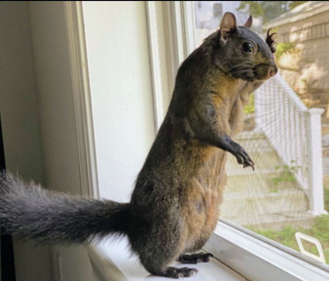 FukPeanut's tweet photo. This Fuker really thought he was sneaky. Thank god they got this menace off the streets.

#FUKPNUT $FUKPNUT https://t.co/HnYcvgJetL
