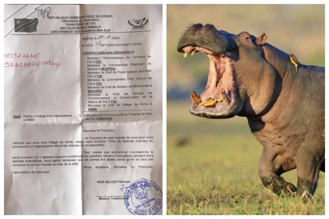 Amini16's tweet image. A hippo in Simbi village highlights a growing issue: as wildlife habitats shrink, animals like hippos and crocodiles are moving closer to human settlements.
Let’s act now to protect both communities and wildlife. Let’s find solutions for coexistence and safeguard our ecosystems